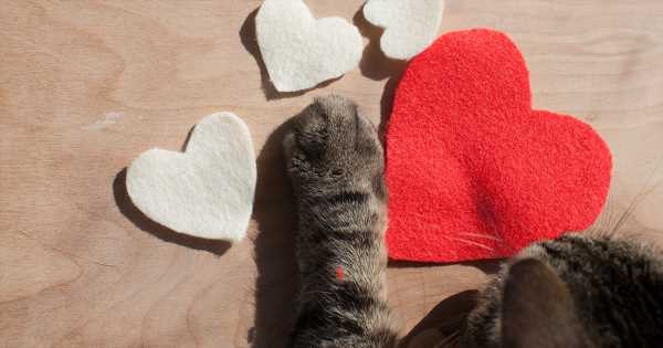 Looking-for-Love-Meet-our-Bark-chelors-Cat-chlorettes-and-Future-Hoovesbands.jpg