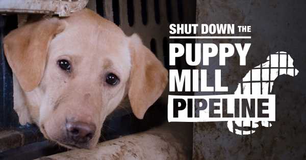 Attention-New-York-5-Days-and-5-Ways-YOU-Can-Help-Shut-Down-the-Puppy-Mill-Pipeline.jpg