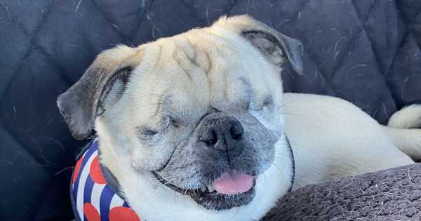 Life-Long-Health-Issues-for-Pug-Rescued-from-Puppy-Mill.jpg