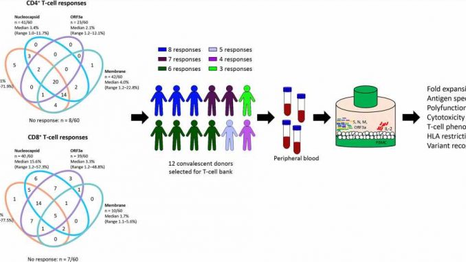 Potential-new-COVID-19-immunotherapy-could-protect-the-vulnerable.jpg