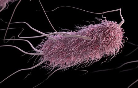 Researchers-develop-sound-controlled-bacteria-to-fight-cancer.jpg
