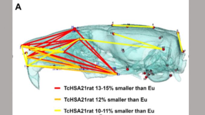 Scientists-create-novel-genetic-model-of-Down-syndrome-in-rats.jpg