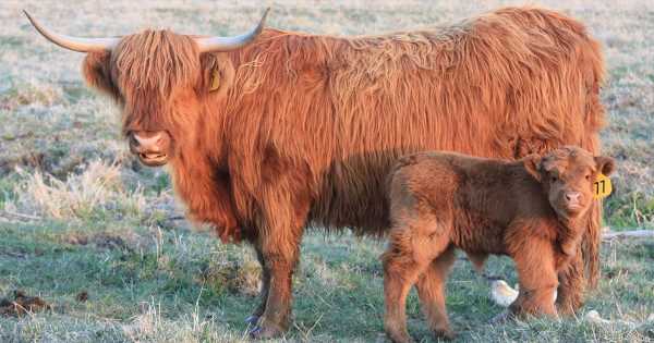Celebrating-Five-Years-of-Funding-to-Help-Farmers-Improve-Animal-Welfare.jpg