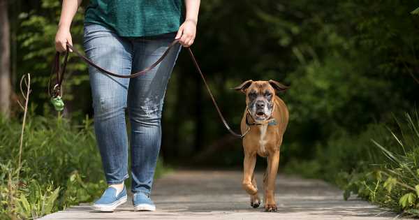 The-Great-Outdoors-and-Your-Pet-Staying-Safe-and-Environmentally-Conscious.jpg