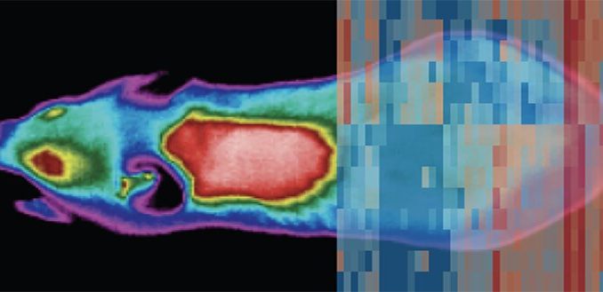 Change-of-temperature-causes-whole-body-reprogramming.jpg