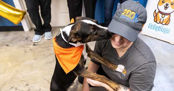 Special-Delivery-Bama-Makes-History-as-ASPCAs-200000th-Relocated-Animal.jpg