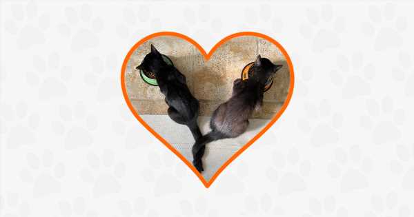 A-Bonded-Pair-of-Brothers—One-Blind—Find-a-New-Home.jpg