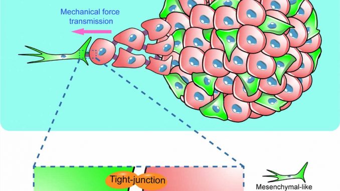 Using-EMT-cancer-cells-to-drive-epithelial-cancer-cell-migration-and-guide-tumor-spheroid-disaggregation.jpg