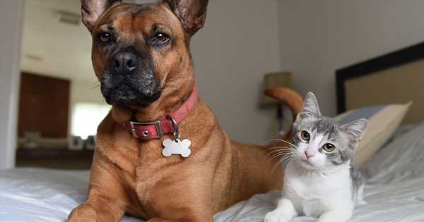 Debunking-the-Top-5-Most-Common-Animal-Fostering-Myths.jpg