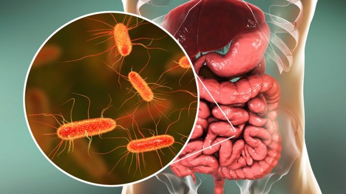 cfarmafotodt_190304_gut_microbiome_800x450.jpg
