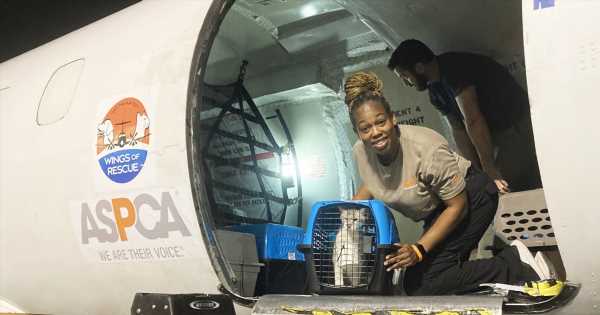 ASPCA-Assists-in-the-Evacuation-of-Homeless-Animals-in-the-Path-of-Hurricane-Ian.jpg