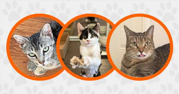 Looking-for-Your-New-Pretty-Kitty-Look-No-Further.jpg