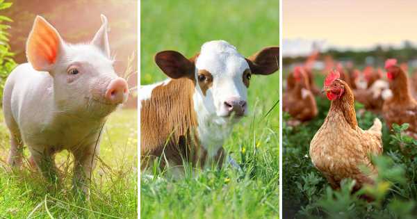 cfarmafotofb-091922-farm-animal-awareness-week.jpg