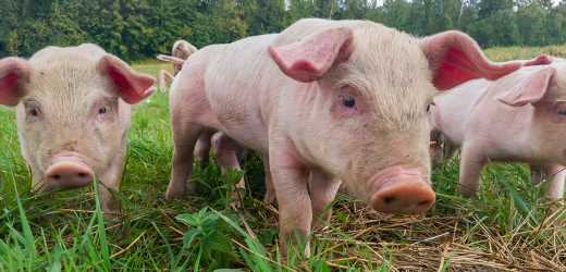 U.S.-Supreme-Court-to-Decide-the-Fate-of-Farm-Animals.jpg