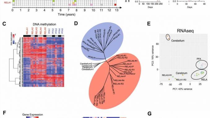 Study-identifies-novel-epigenetic-changes-in-pediatric-brain-cancer.jpg