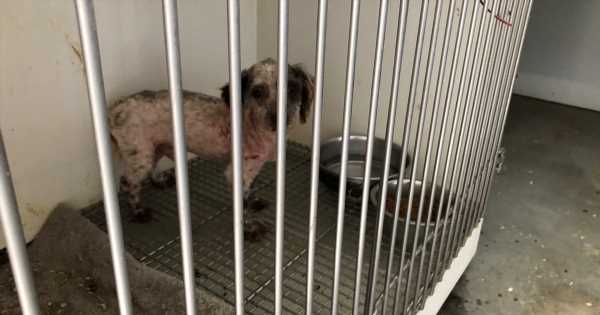 USDA-Awards-Employees-for-Disastrous-Puppy-Mill-Case.jpg