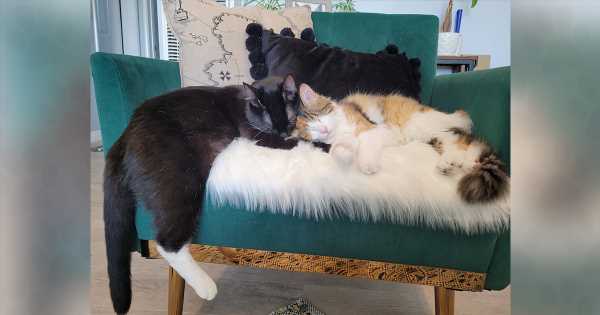 A-Blind-Kitten-Guided-by-Her-BFF-Teaches-Us-How-to-Share-the-Love-Forward.jpg