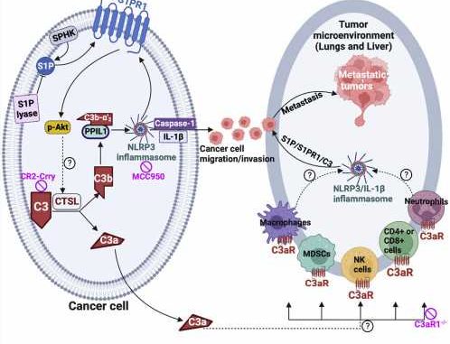 Link-between-sphingolipids-and-complement-signaling-may-be-key-to-stopping-cancer-metastasis.jpg