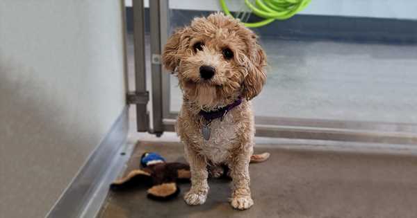 Lollys-Journey-from-Terrified-Puppy-Mill-Victim-to-Confident-Helper-Dog.jpg