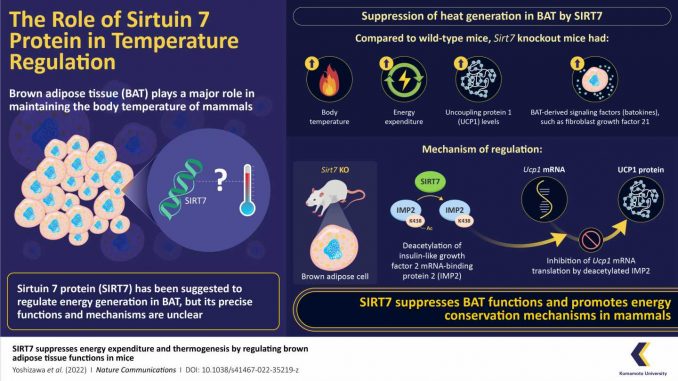 Study-reveals-protein-sirtuin-7-suppresses-heat-production-in-brown-adipose-tissue.jpg