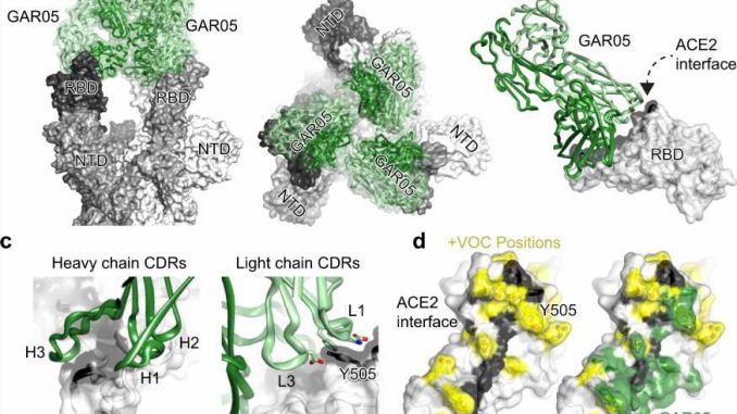 A-new-class-of-antibodies-against-COVID-19-is-being-put-to-the-test.jpg