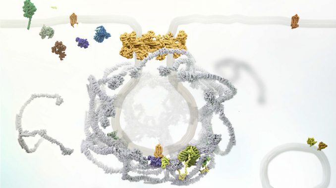 Researchers-modify-drug-to-enter-cells-and-treat-pain.jpg