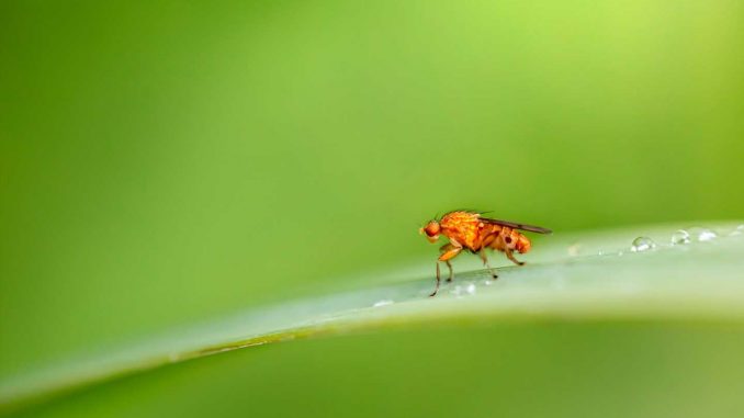 Fruit-flies-stay-sharp-by-flipping-a-metabolic-switch-in-the-brain.jpg