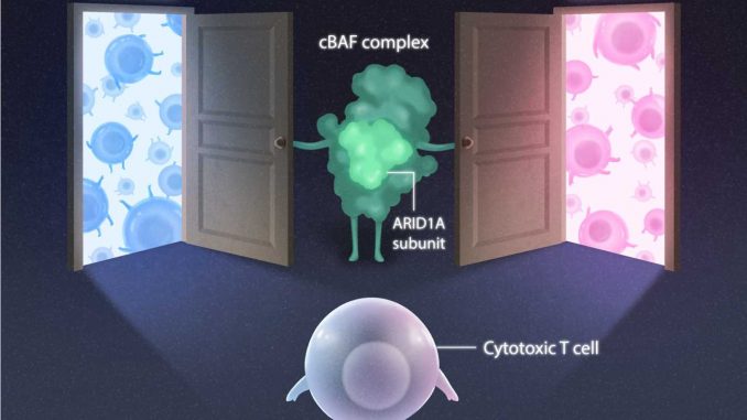 Mapping-the-development-of-infection-fighting-immune-cells.jpg