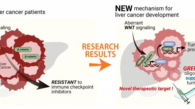 New-insights-into-target-genes-mechanism-of-action-in-liver-cancer-development.jpg