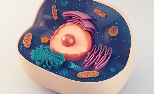 Phase-I-clinical-study-of-TCR-NK-cell-therapy-for-sarcoma-expected-to-commence-later-this-year.jpg