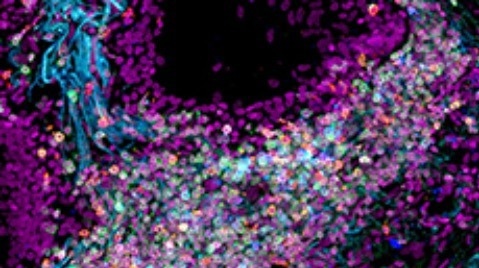 Researchers-create-first-integrated-single-cell-atlas-of-the-human-lung.jpg