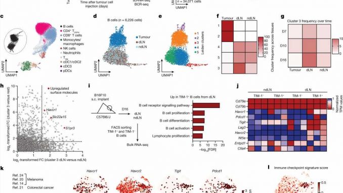 Specific-gene-expression-in-B-cell-subset-found-to-inhibit-anti-tumor-T-cell-activation.jpg