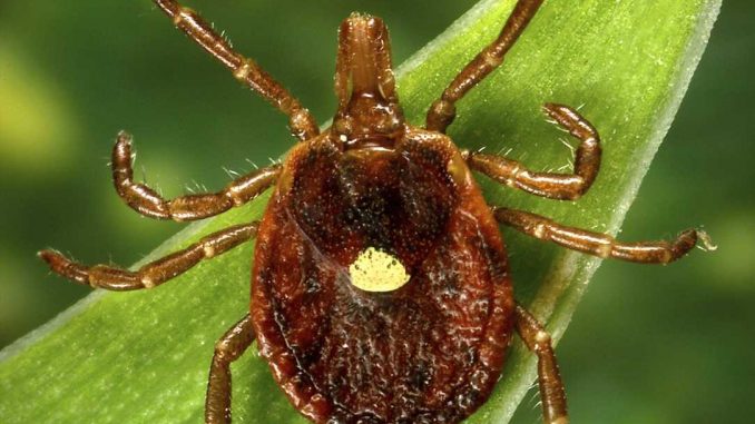 A-meat-allergy-caused-by-tick-spit-is-getting-more-common-CDC-says.jpg