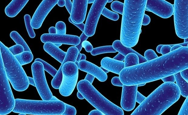 Immune-systems-develop-specific-genes-to-fight-against-common-bacteria-study-finds.jpg