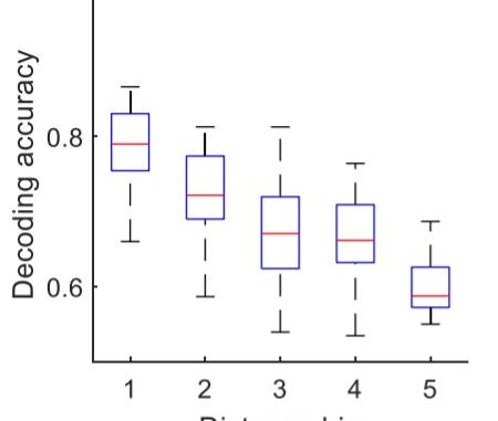 Study-determines-object-related-information-is-distributed-across-CA1-neurons-in-the-hippocampus.jpg